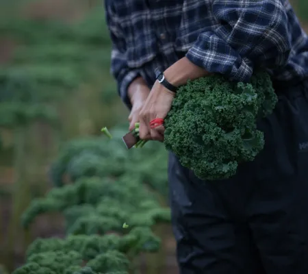 Boerenkool hand veld 1