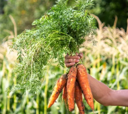 Carrots in the hands of farmers environmentally f 2026 01 09 08 30 05 utc