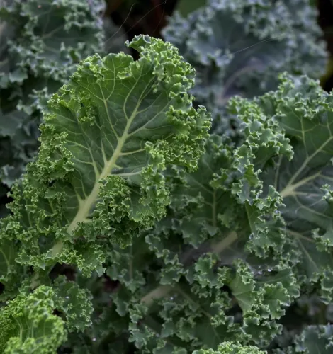 Boerenkool blad 1 min