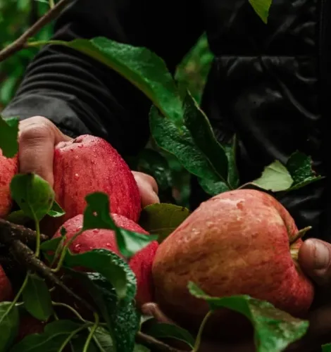 Appel van kessel fruit