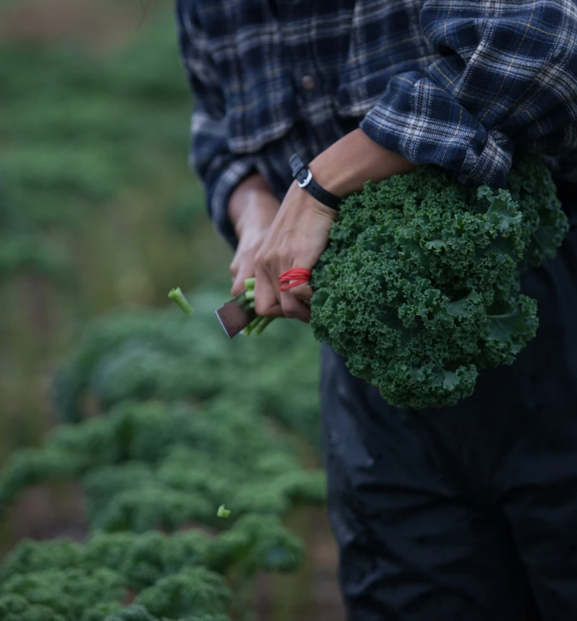 Boerenkool hand veld 1