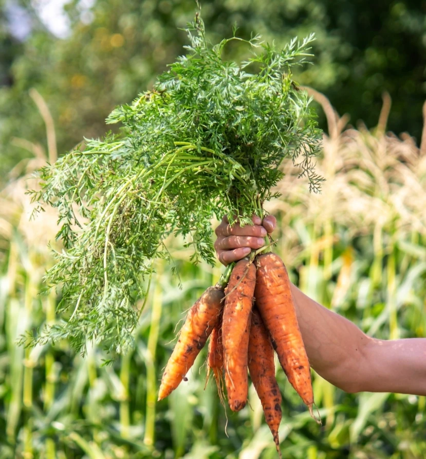 Carrots in the hands of farmers environmentally f 2026 01 09 08 30 05 utc